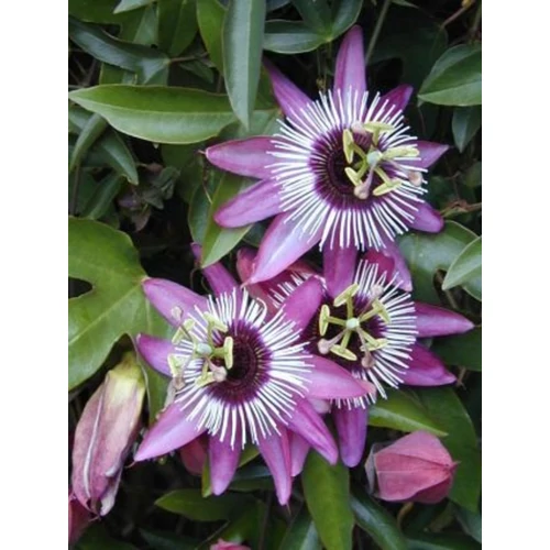 Passiflora violacea