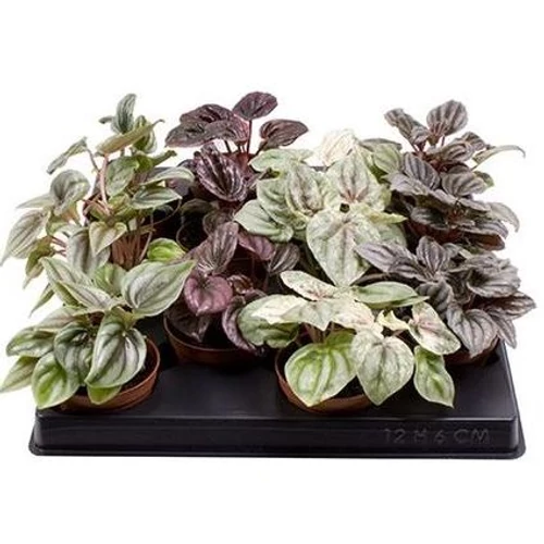 Peperomia caperata