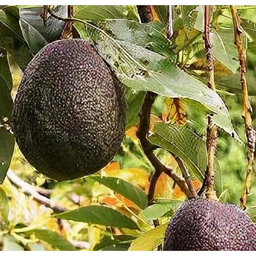 Persea americana 'Hass'