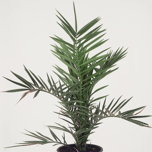 Phoenix canariensis