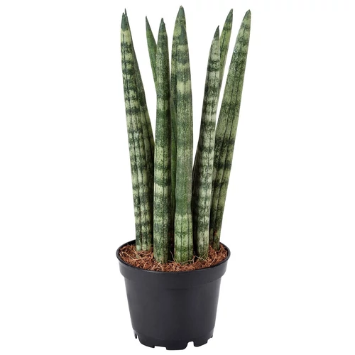 Anyósnyelv hengeres - Sansevieria cylindrica 20/25cm K12cm