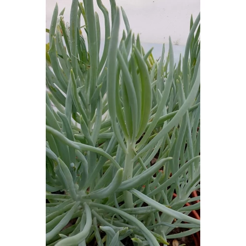 Senecio 'Himalayan Blue'