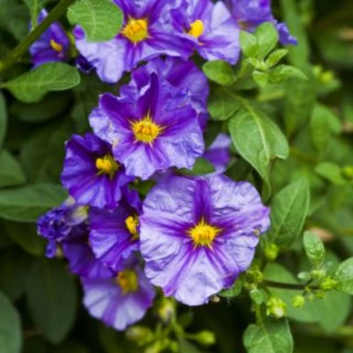 Solanum rantonnettii