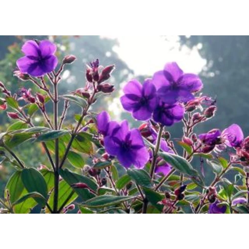 Tibouchina urvilleana