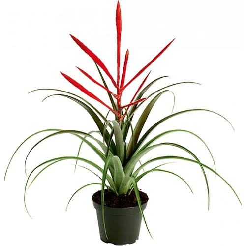Tillandsia 'Spirit'