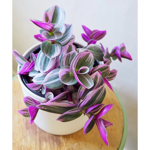 Tradescantia albiflora 'Nanouk'
