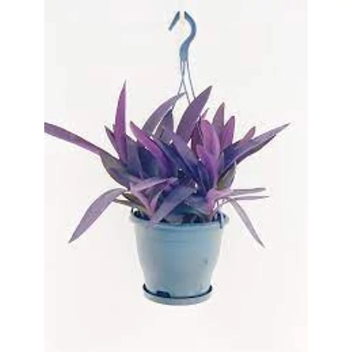 Tradescantia pallida 'Purple Heart'