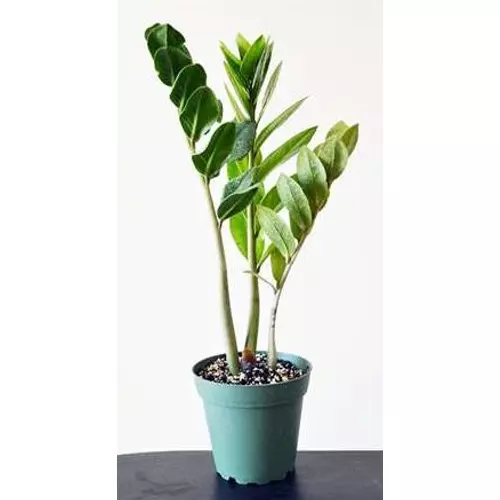 Agglegénypálma - Zamioculcas zamiifolia 20/30cm K12cm