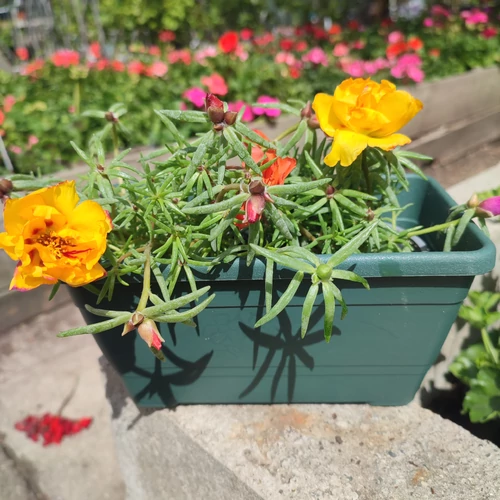 Primula műanyag balkonláda+alátét sötétzöld 20cm