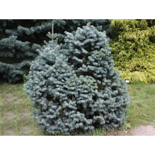 Abies concolor 'Compacta'