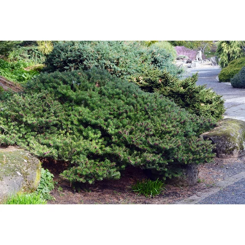 Abies koreana 'Green Carpet'