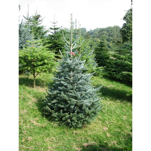 Abiesl lasiocarpa 'Arizonica'