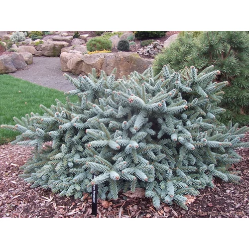 Jegenyefenyő andalúz kék - Abies pinsapo 'Horstmann' 30/40cm FL