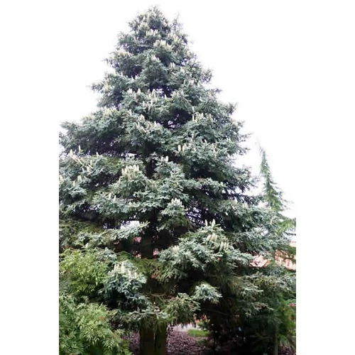 Abies pinsapo 'Kelleris'