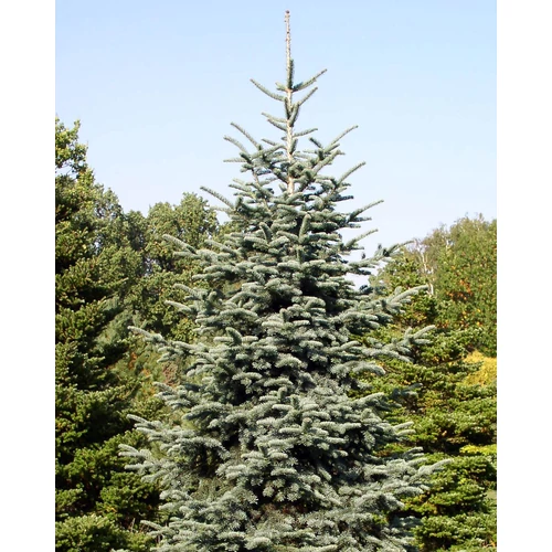 Abies procera 'Glauca'