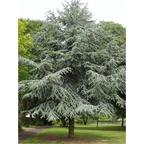 Cedrus atlantica