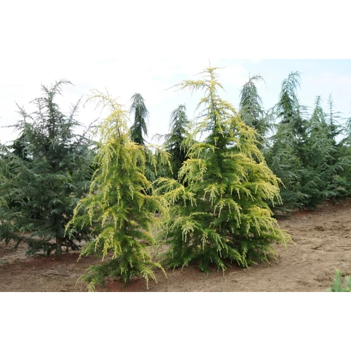 Cedrus deodara 'Aurea'
