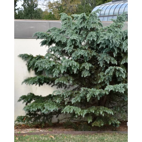 Cédrus himalájai kék - Cedrus deodara 'Divinely Blue' 40/60cm FL