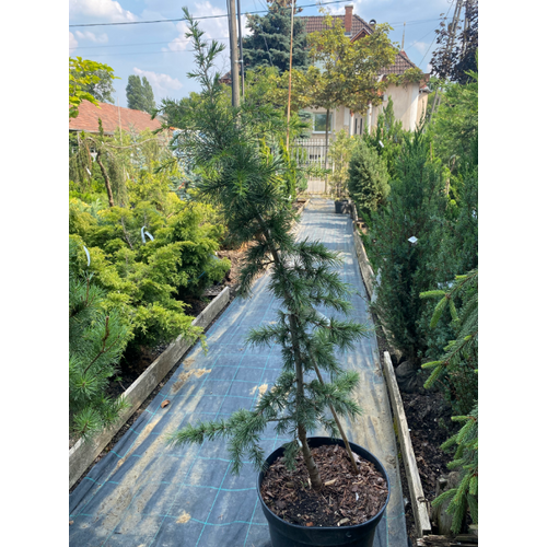 Cedrus libani 'Nemrut Dagi'