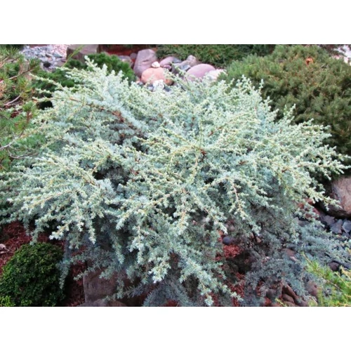 Cedrus libani atlantica 'Sapphire Nymph'