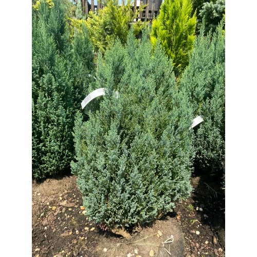 Chamaecyparis lawsoniana 'Ellwoodii Glauca'