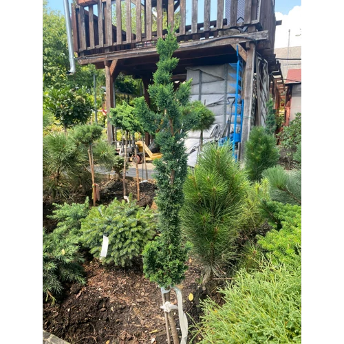 Chamaecyparis lawsoniana 'Wissel's Saguaro'