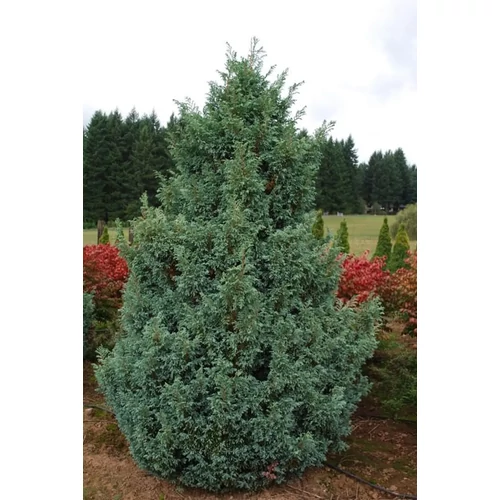 Chamaecyparis pisifera 'Boulevard'