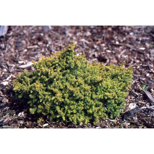 Ciprus japán törpe gömb - Cryptomeria japonica 'Koshyi' 30/40cm K2l