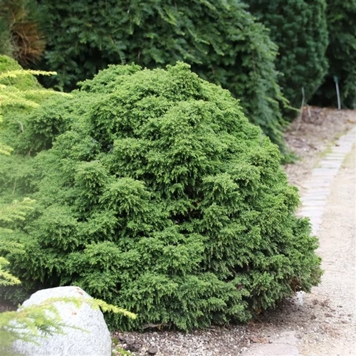 Cryptomeria japonica 'Yokohama'