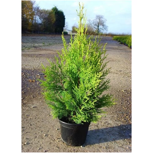 Cupressocyparis leylandii 'Excalibur Gold'