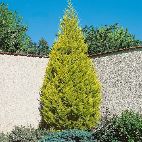 Cupressus macrocarpa 'Goldcrest'