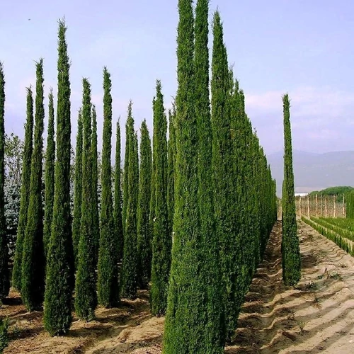 Cupressus sempervirens 'Pyramidalis'