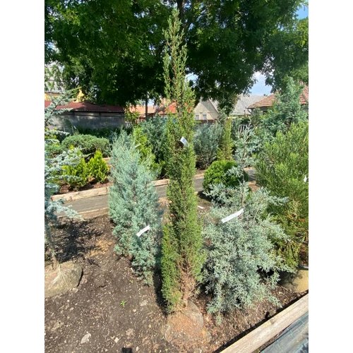 Cupressus sempervirens 'Vörös'