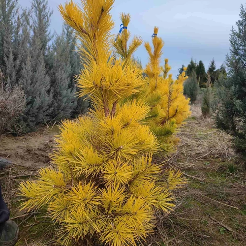 Pinus pungens 'Custer's Locks'