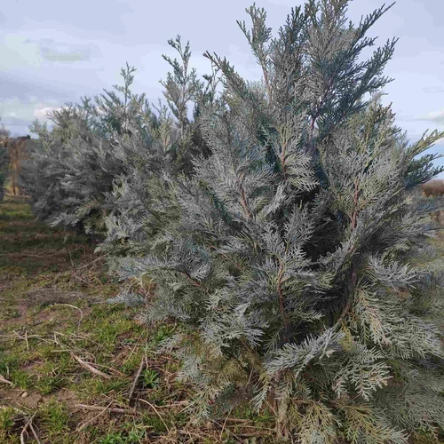 Hamisciprus oregoni ezüstöskék - Chamaecyparis lawsoniana 'Pembury Blue' 80/100cm FL