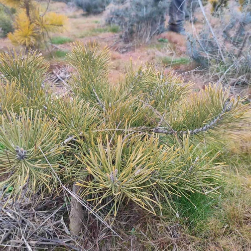 Pinus sylvestris 'Repens'