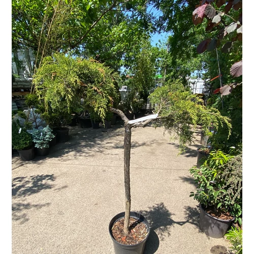 Juniperus 'Kismityu'