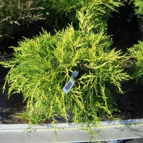 Juniperus chinensis 'Armstrong Gold'