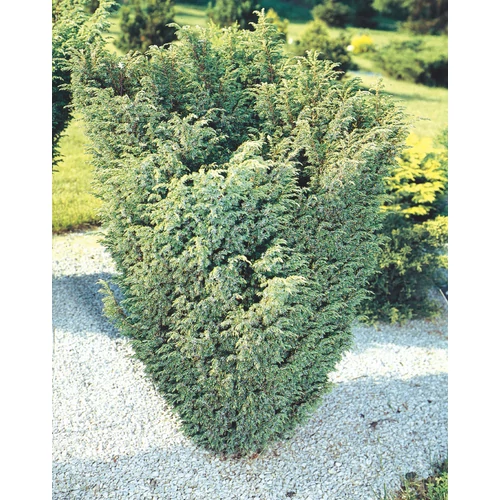 Juniperus chinensis 'Blaauw'