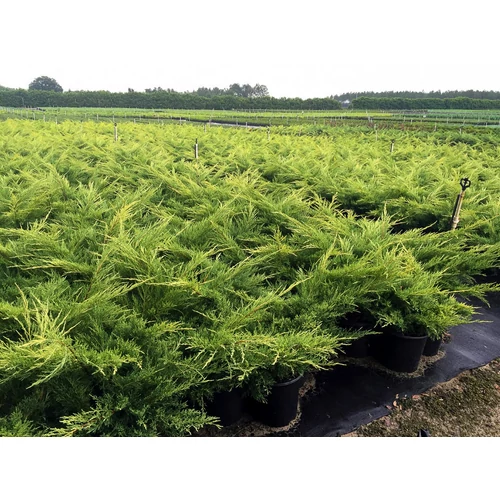 Juniperus chinensis 'Goldstar'