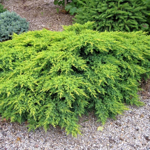 Juniperus chinensis 'Savaria Gold'