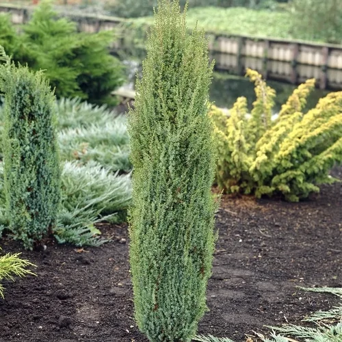 Juniperus communis 'Arnold'