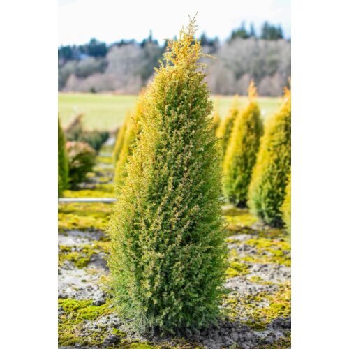 Juniperus communis 'Gold Cone'
