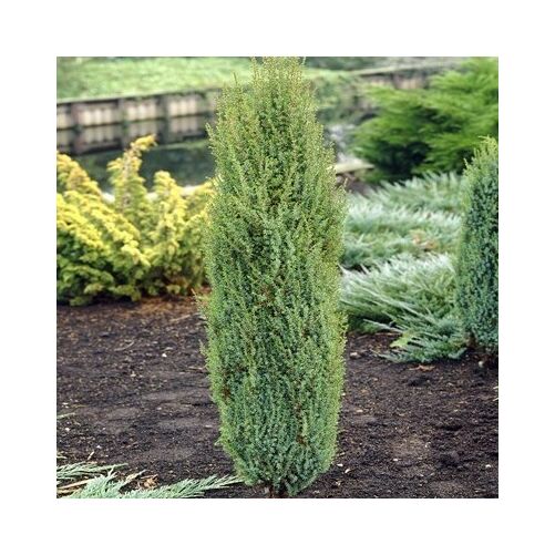 Juniperus communis 'Sentinel'