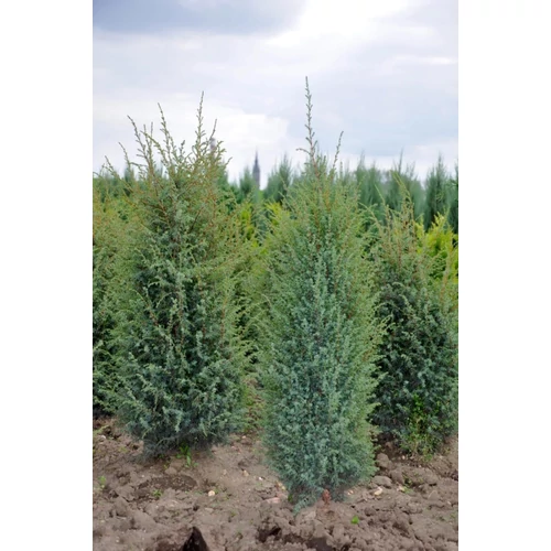 Juniperus communis 'Stricta'