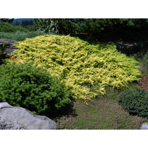 Juniperus conferta 'All Gold'