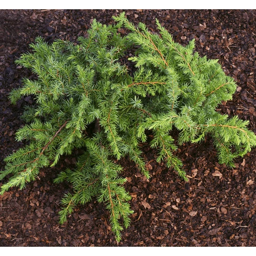 Juniperus conferta 'Schlager'