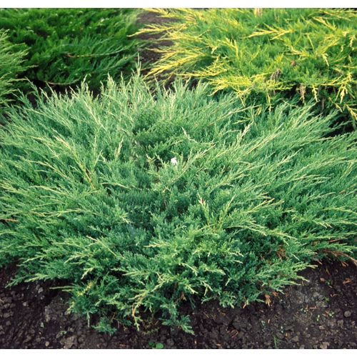 Juniperus horizontalis 'Andorra Compacta'