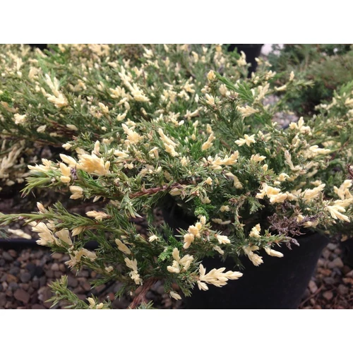 Juniperus horizontalis 'Andorra Compacta Variegata'