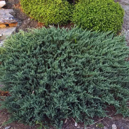 Juniperus horizontalis 'Blue Chip('Blue Moon')